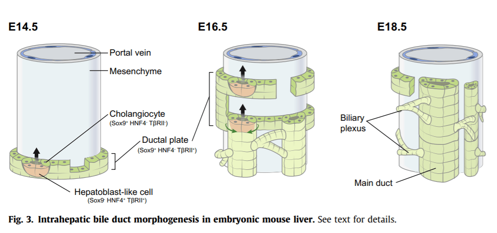 Development of the liver: Insights into organ and tissue morphogenesis