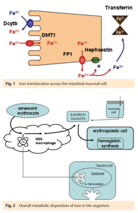 Liver and Iron Metabolism – A Comprehensive Hypothesis for the Pathogenesis of Genetic Hemochromatosis